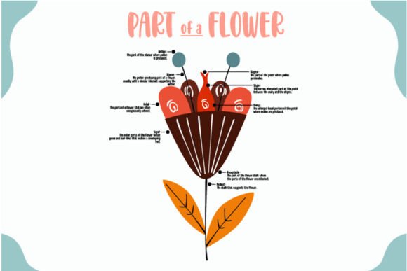 Part of Flowers Infographic Illustration